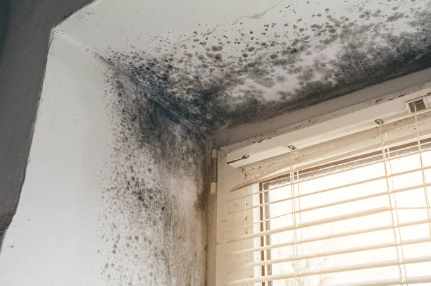 Affordable Mold Remediation solutions in Wade, NC